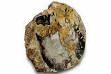 Polished Petrified Peanut Wood End-Cut - Australia #314679-1